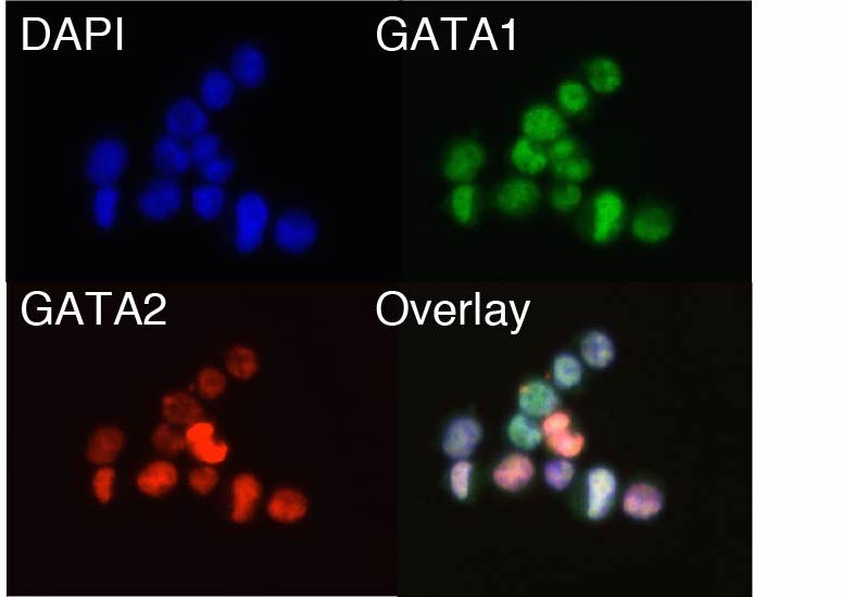 GATA-variance